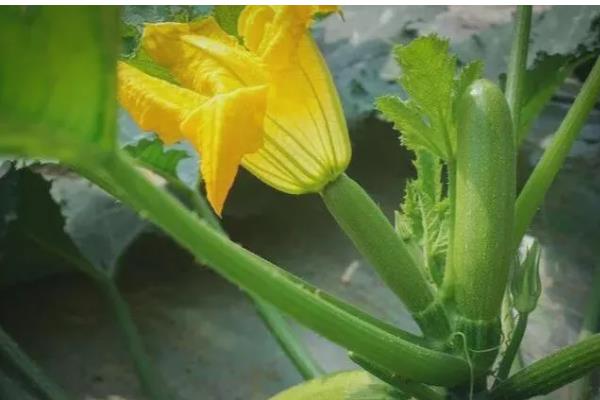 西葫芦开花了但是没有结果怎么办，要疏理过多的雌花和多余的雄花