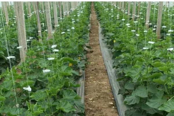 西葫芦开花了但是没有结果怎么办，要疏理过多的雌花和多余的雄花