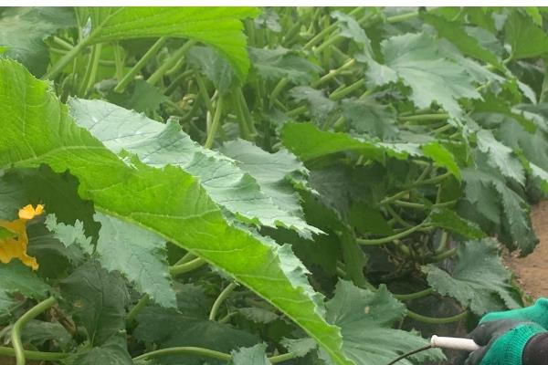 西葫芦开花了但是没有结果怎么办，要疏理过多的雌花和多余的雄花