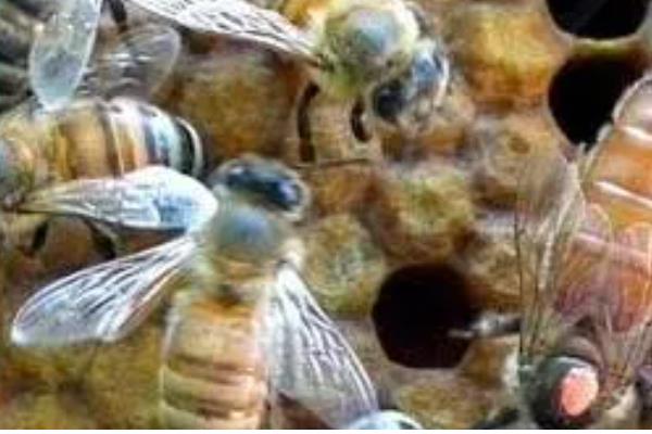 怎么治疗意蜂黑蜂病，高发期要用升华硫等给蜂具消毒