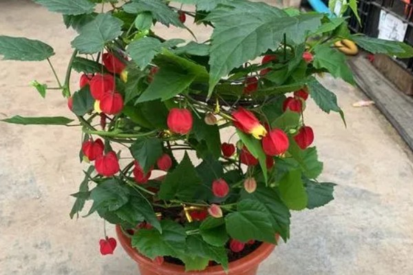 为什么灯笼花会卷叶，可能是施肥过度所致