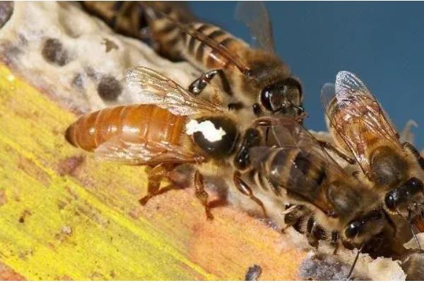 怎么治疗意蜂黑蜂病，高发期要用升华硫等给蜂具消毒