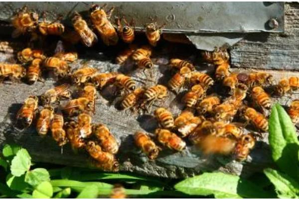 怎么治疗意蜂黑蜂病，高发期要用升华硫等给蜂具消毒