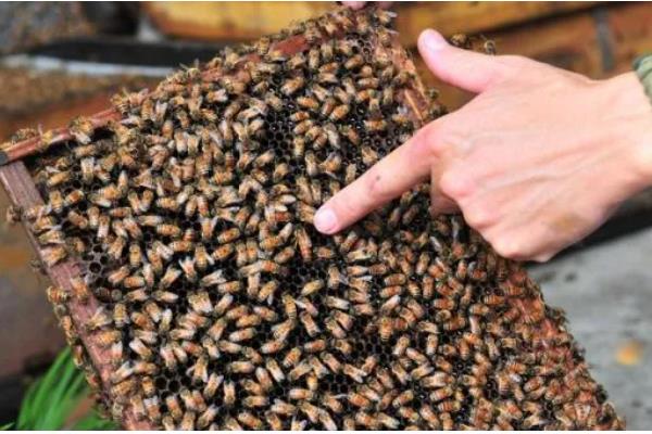 怎么治疗意蜂黑蜂病，高发期要用升华硫等给蜂具消毒