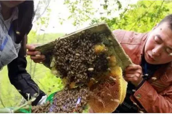 怎么治疗意蜂黑蜂病，高发期要用升华硫等给蜂具消毒