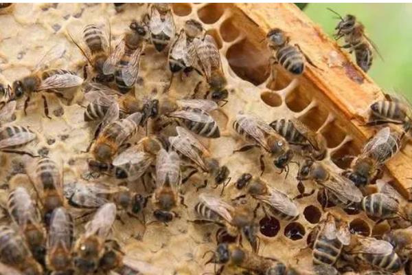 怎么治疗意蜂黑蜂病，高发期要用升华硫等给蜂具消毒