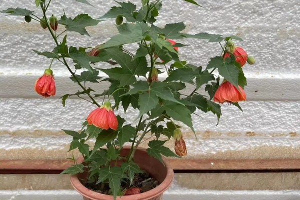 为什么灯笼花会卷叶，可能是施肥过度所致