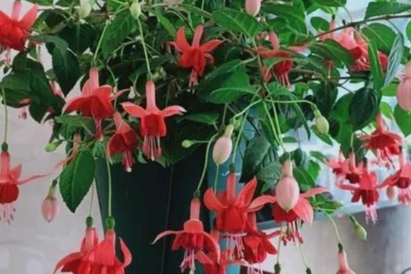 为什么灯笼花会卷叶，可能是施肥过度所致