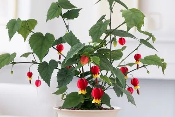 为什么灯笼花会卷叶，可能是施肥过度所致