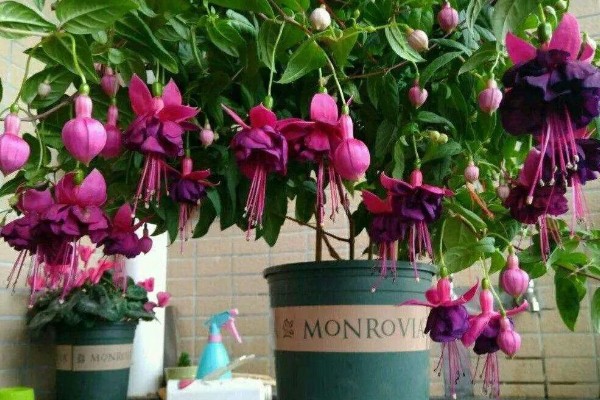 为什么灯笼花会卷叶，可能是施肥过度所致