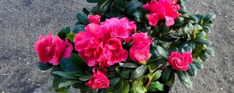 杜鹃花怎么修剪花苞才可以变多，花后要进行修剪