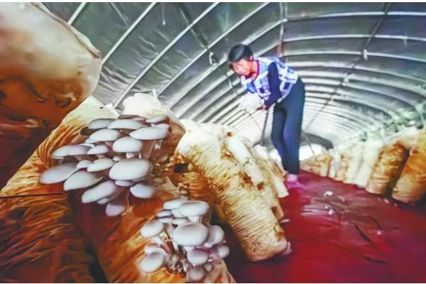 平菇的栽培技术，放置在温室内进行养护