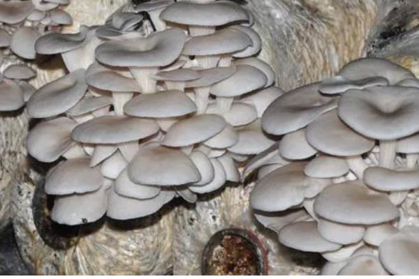 平菇的栽培技术，放置在温室内进行养护