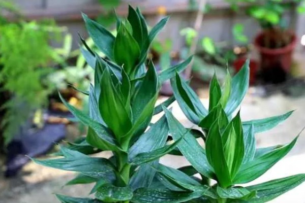 富贵竹叶子发软下垂如何处理，光照不适可让它接受散射光