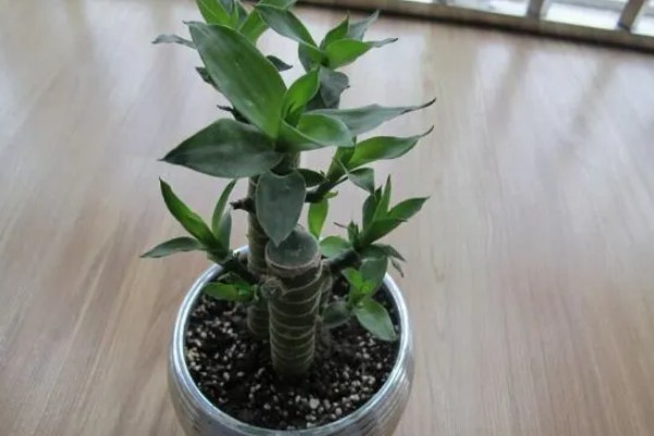 富贵竹叶子发软下垂如何处理，光照不适可让它接受散射光