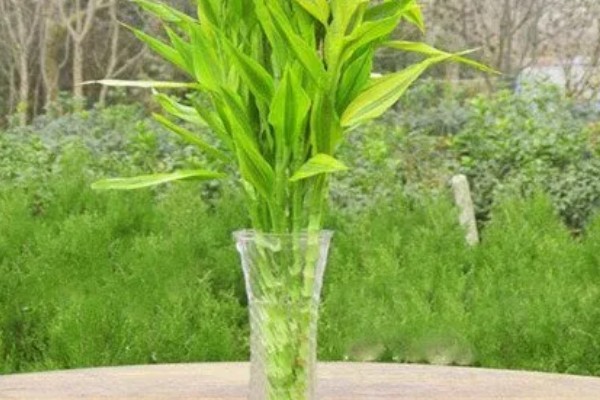 富贵竹叶子发软下垂如何处理，光照不适可让它接受散射光