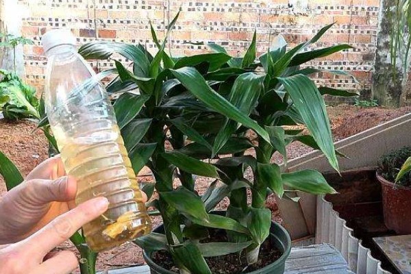 富贵竹叶子发软下垂如何处理，光照不适可让它接受散射光