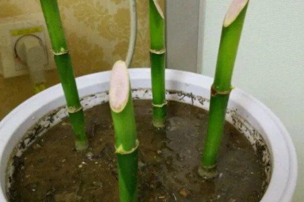 富贵竹叶子发软下垂如何处理，光照不适可让它接受散射光