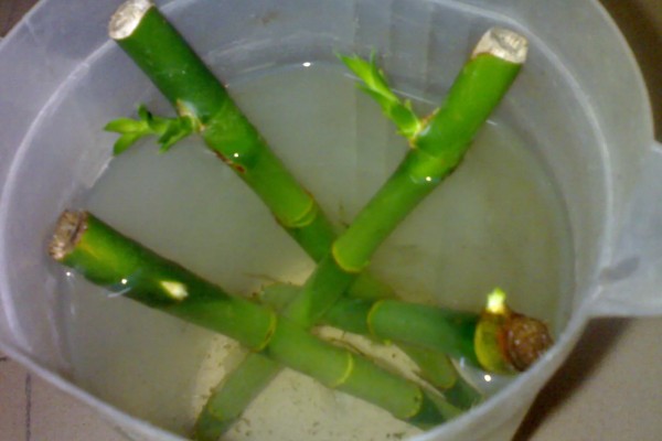 富贵竹叶子发软下垂如何处理，光照不适可让它接受散射光