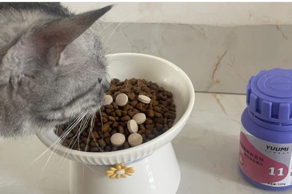 为什么猫咪会得湿疹,可能是所处环境温度较高所致