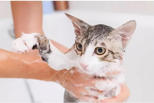 为什么猫咪会得湿疹,可能是所处环境温度较高所致