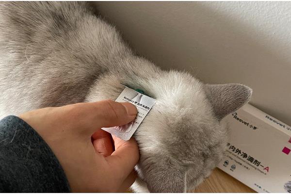 为什么猫咪会得湿疹,可能是所处环境温度较高所致