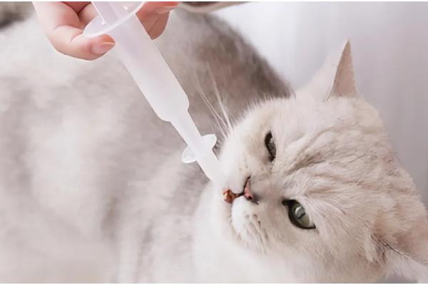 为什么猫咪会得湿疹,可能是所处环境温度较高所致