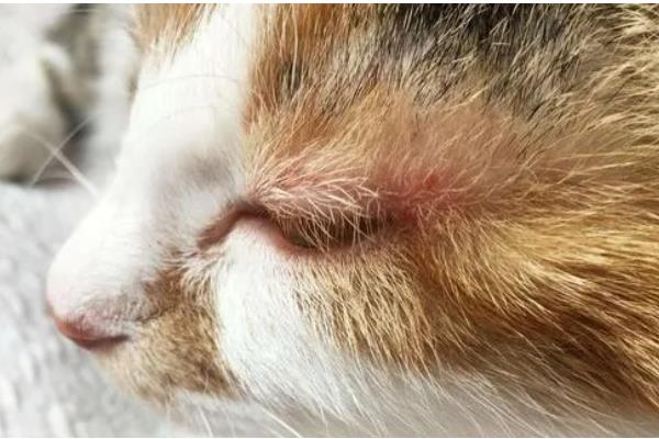 为什么猫咪会得湿疹,可能是所处环境温度较高所致