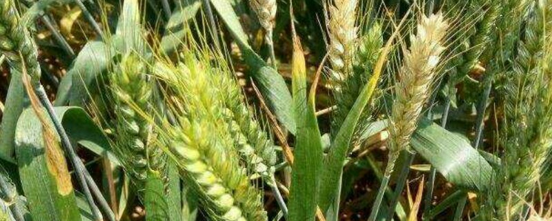 郑麦7698小麦种简介，属于半冬性多穗型中晚熟品种