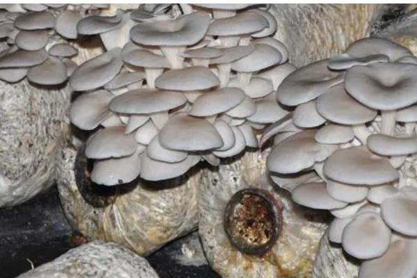 平菇的栽培技术，放置在温室内进行养护