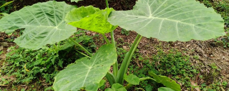 大野芋能不能吃，可以炒食或凉拌