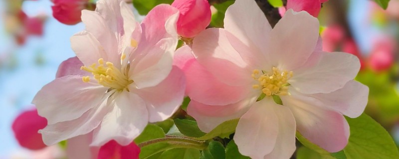 海棠花叶子蔫了的原因，可能是光照不足所致