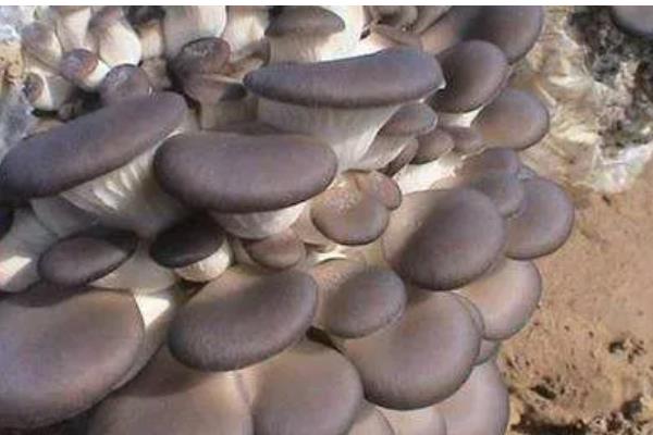 平菇的栽培技术，放置在温室内进行养护