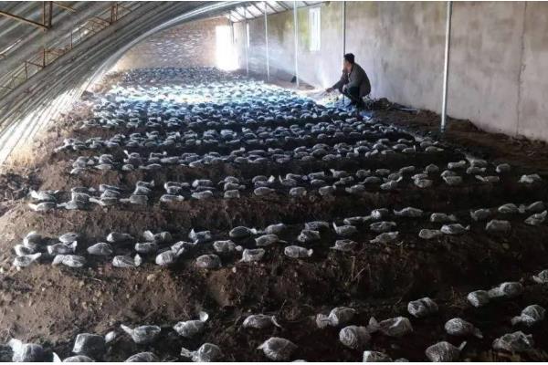 平菇的栽培技术，放置在温室内进行养护