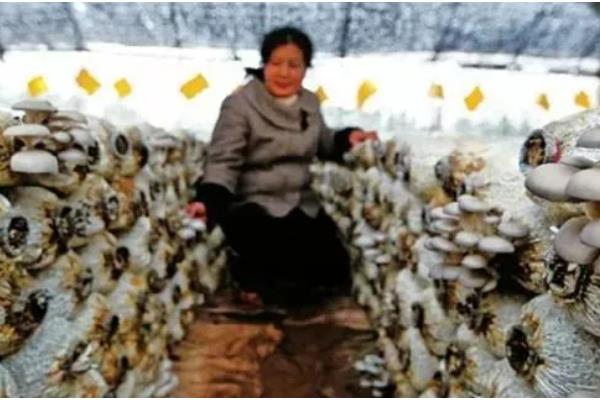 平菇的栽培技术，放置在温室内进行养护