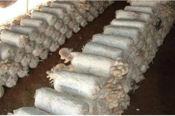 平菇的栽培技术，放置在温室内进行养护