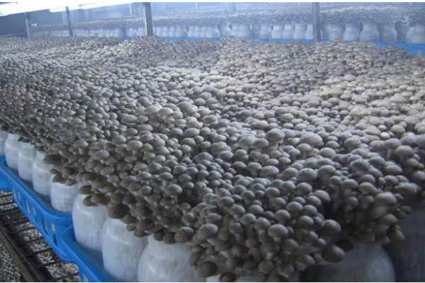 平菇的栽培技术，放置在温室内进行养护