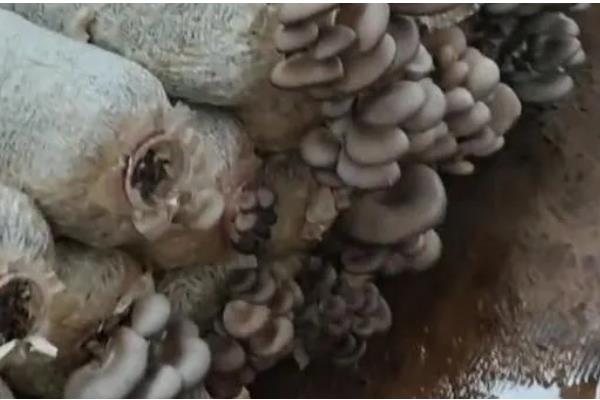 平菇的栽培技术，放置在温室内进行养护