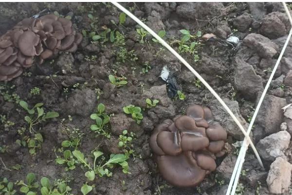 平菇的栽培技术，放置在温室内进行养护