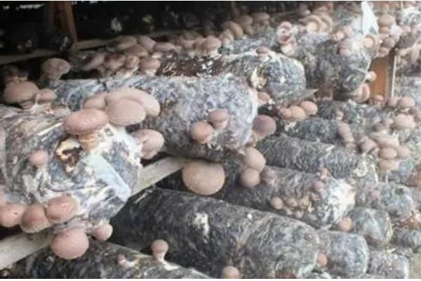 平菇的栽培技术，放置在温室内进行养护