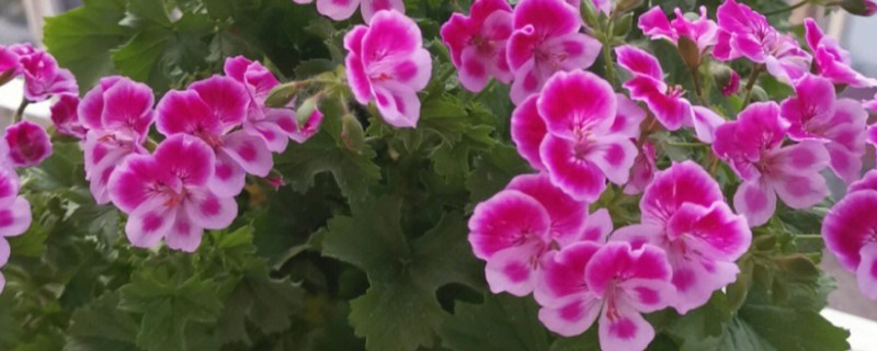 天竺葵不能养在室内的原因，花粉容易引起过敏且香味容易让人感到不适