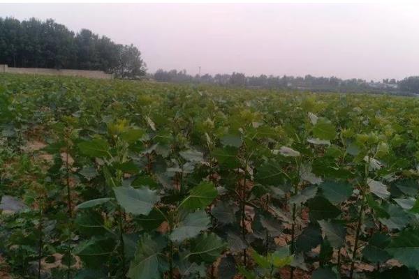 提高杨树苗成活率的栽种方式,建议在每年春秋两季进行移栽