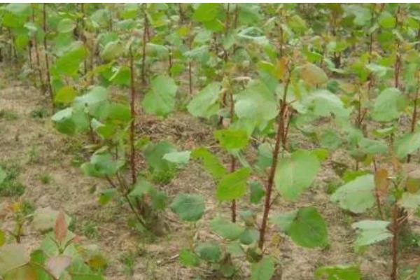 提高杨树苗成活率的栽种方式,建议在每年春秋两季进行移栽