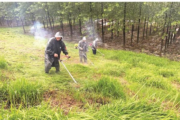 提高杨树苗成活率的栽种方式,建议在每年春秋两季进行移栽