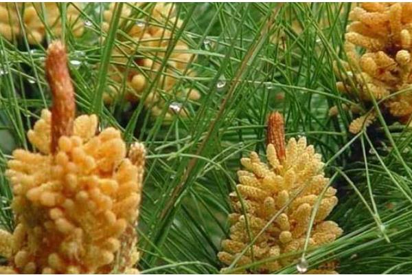 松花粉的吃法，一般是空腹服用