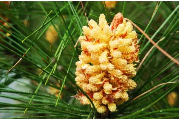 松花粉的吃法，一般是空腹服用