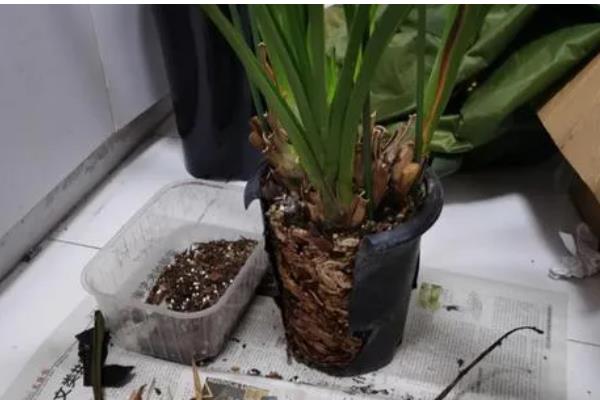 让惠兰年年开花的方法，平时要让它接受充足的散射光