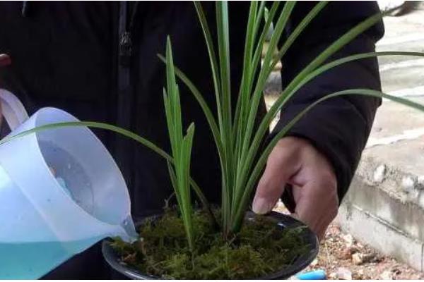 让惠兰年年开花的方法，平时要让它接受充足的散射光