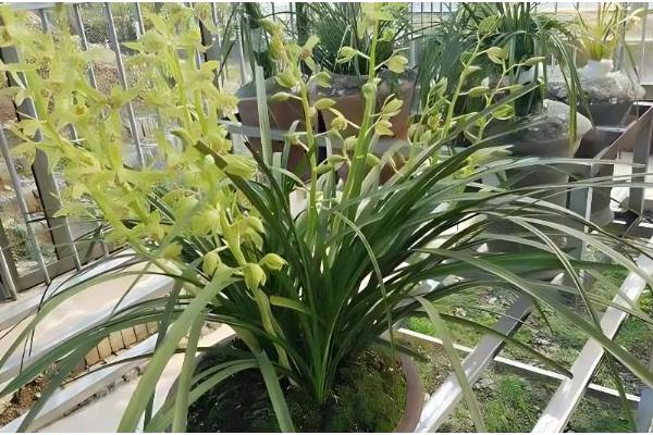 让惠兰年年开花的方法，平时要让它接受充足的散射光