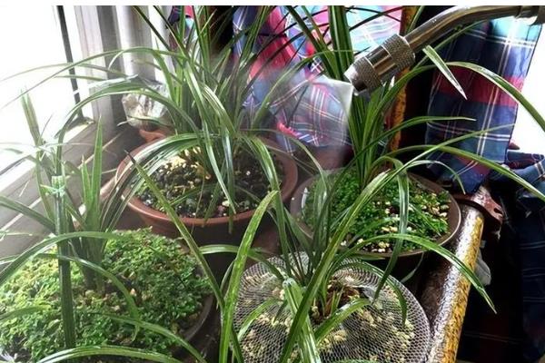 让惠兰年年开花的方法，平时要让它接受充足的散射光